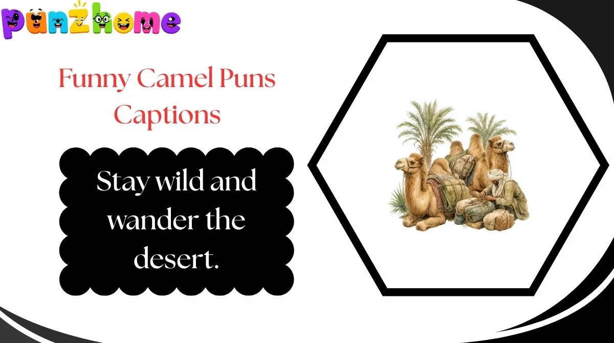 Funny Camel Puns Captions
